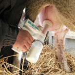 Kit complet de pompe à lait de brebis pour agneaux nouveau-nés