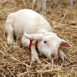 Entrave pour moutons et agneaux 19,5x11cm, GAMBREL