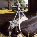Lève-vache pour gros bovins, jusqu'à 900 kg, KAMER