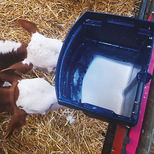 Seau à 2 tétines CALF-BUDDY distribution du lait pour veau, La buvette