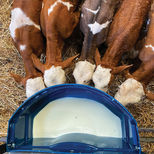 Seau à 5 tétines CALF-BUDDY distribution du lait pour veau, La buvette