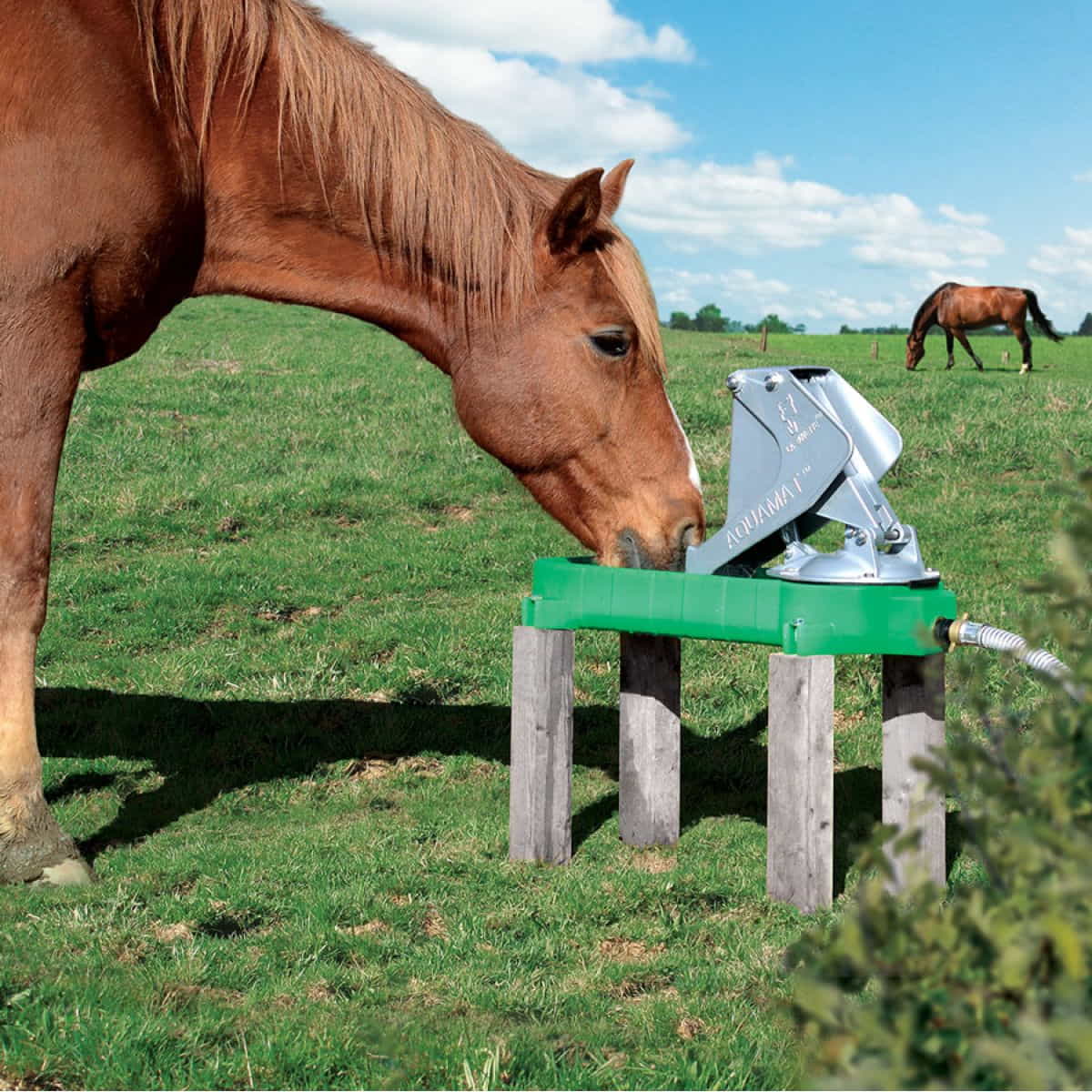 Pâturage des chevaux : quels travaux en sortie d'hiver