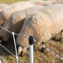 Filet électrifiable 105cm x 50m avec 14 piquets pour moutons, HORIZONT Turbomax